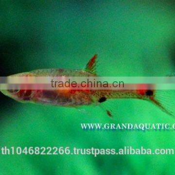 Rasbora Fish For Sale and Export photo-2