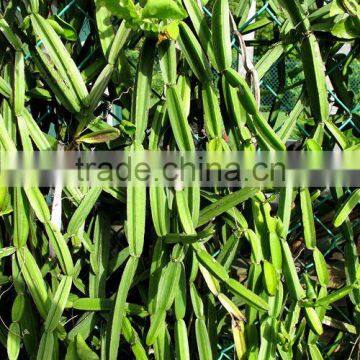 Cissus Extract photo-4