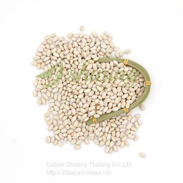 All size Japanese white kidney beans