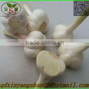 SHANDONG Fresh Ginger, Air Dry Ginger photo-4