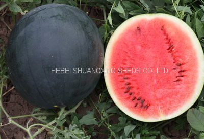 Black King round shape red crimson flesh hybrid watermelon seeds