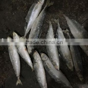 Frozen round scad exporter from China with size 55 - 70 pcs / 10 kg