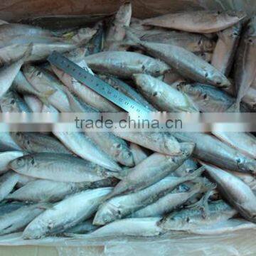 Land Frozen Horse Mackerels for Bait from China 140 - 160 pcs / 10kg