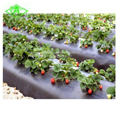 30mic plastic mulch film for strawberry