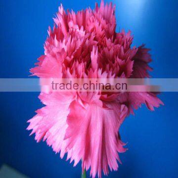 Fresh Cut Flowers Cheap Price Carnation Cut Flower for Sale