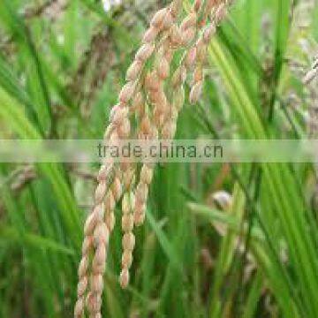 Suvimie Traditional Rice (Rathkada) photo-3