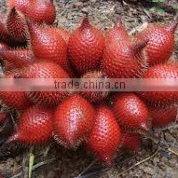 Organic fresh Zalacca fruit