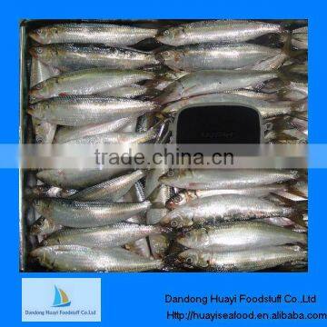 New landing best quality sardine price