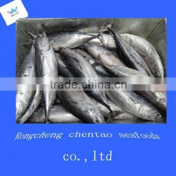 for sale frozen whole bonito