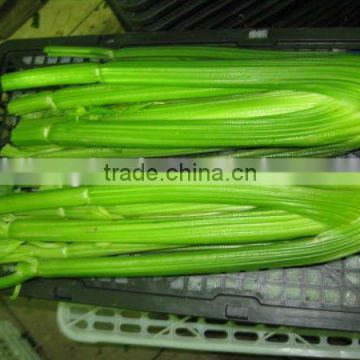 9-11 pcs of 10kg box for fresh celery 2016