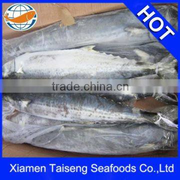 Spanish Mackerel W/R 300-500g / Frozen Seafood