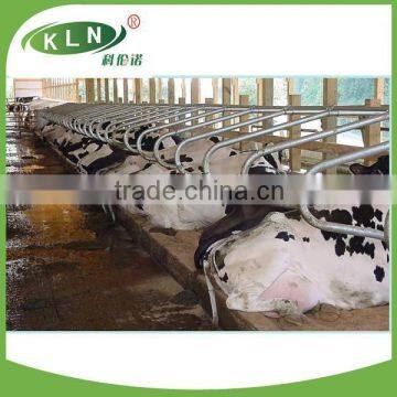 KLN cow stalls