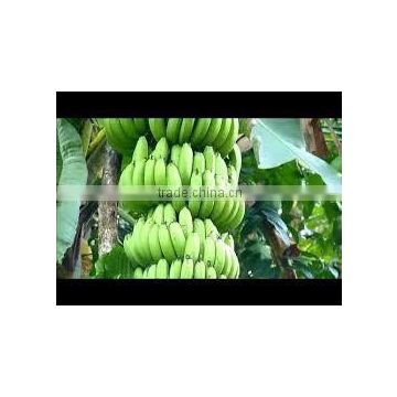 Banana export high quality / good Price for sell.