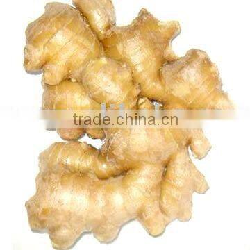 Ginger