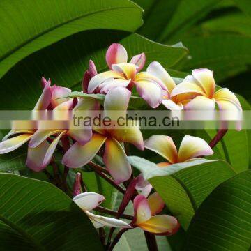 Multi-color Plumeria Rubra 'Tricolor'