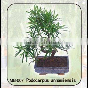 podocarpus annamiensis