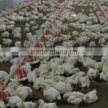 Automatic Feeding Pan System for Poultry Farm Equipment photo-2