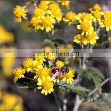 HST 100 Essential Sunflower Oil Solvent Extractor photo-3