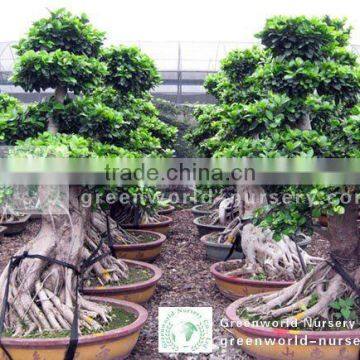 Ficus bonsai potted