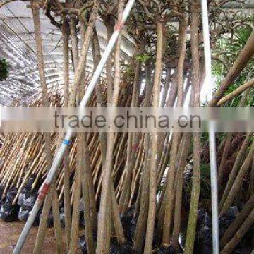 Sophora japonica for shipment