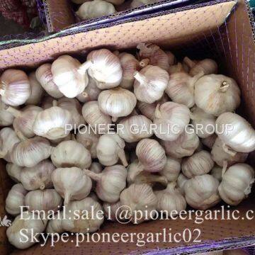 New Crop Fresh Chinese Normal White Garlic (5.0cm, 5.5cm, 6.0cm)Mesh Bag Or Box Packing