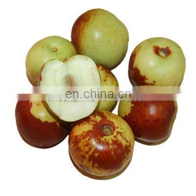 High Quality Frozen IQF Winter Jujube