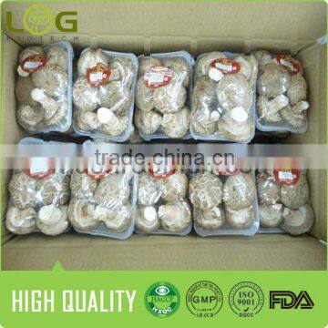 Hot Sale Smooth Surface Fresh Shiitake Mushroom photo-3