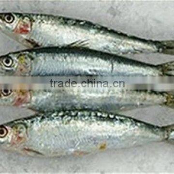 WR Frozen Sardines photo-3