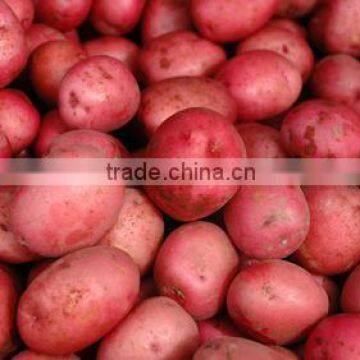 Red Potato