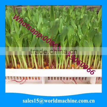 automatic portable hydroponic lettuce production/ barley fodder growing system