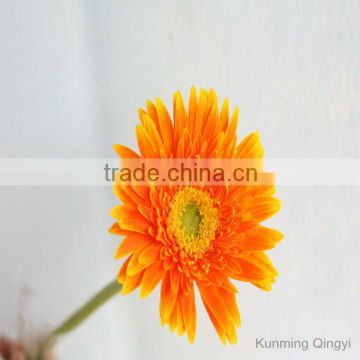 supply fresh cut flowers orange color Gerbera flower