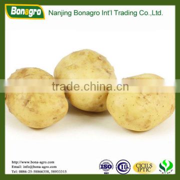 shandong new crop fresh Holland Potato