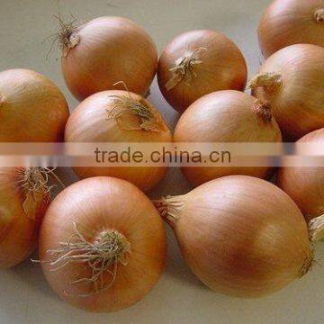Fresh Round Yellow Onion in China of New Crop