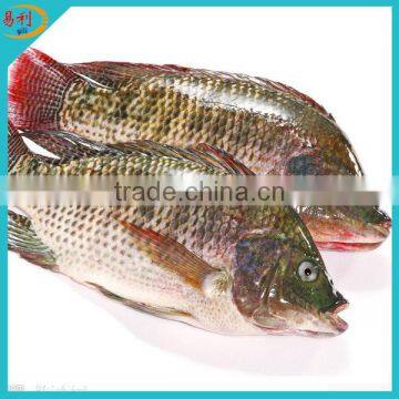 Frozen tilapia fillet price