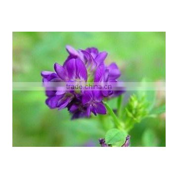 Organic Alfalfa Extract Powder