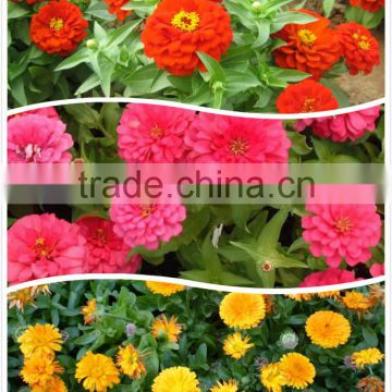 Good disease resistance Hybrid F1 Zinnia seeds