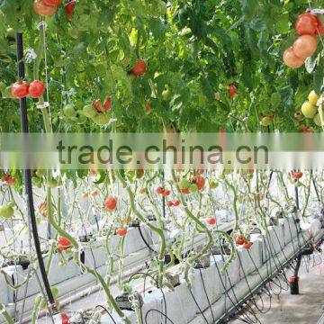 Agricultural Greenhouses for tomato