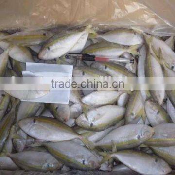 Seafood Frozen Gold Line Horse Mackerel Fish