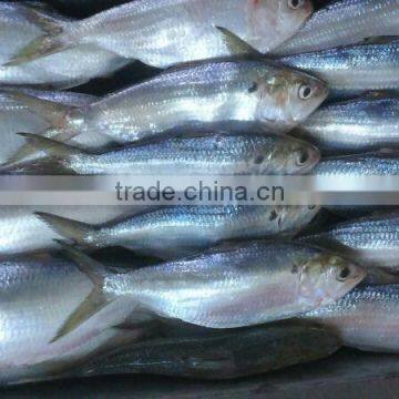 HILSA/ HILSHA/ DOTTED GIZZARD SHAD/ SARDINE