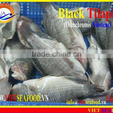 FROZEN BLACK TILAPIA WHOLE ROUND photo-2