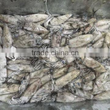 Wholesale 100g Whole Round BQF Block Frozen Loligo From China photo-2