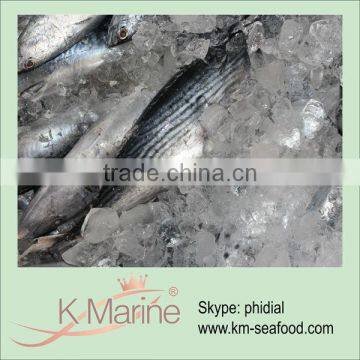 Chinese Seafood Wholesale Frozen Fish lot number#kmw4044