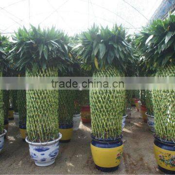 Lucky bamboo ( Dracaena Sanderiana) cage shape indoor plant 200-220cm