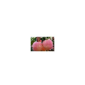 Rongcheng Shengxing Agricultural Products Co., Ltd