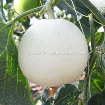 Sweet Star No.21 Resist Diseases Hybrid Musk Melon Seeds