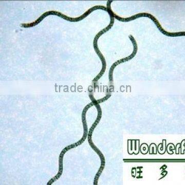 Buyers Of Spirulina,Dry Green Seaweed photo-3