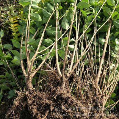 in the Shuyang Area, the Price of Centimeter-sized Golden Privet Seedlings is Cheap and the Survival Rate is High. photo-2