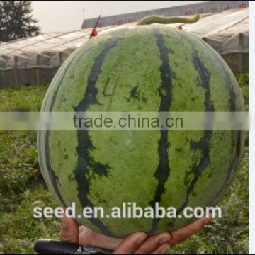 XG High resistance and Good commercial watermelon seed