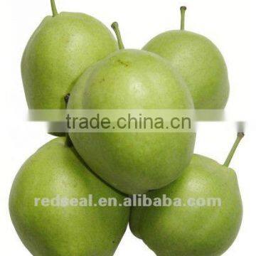 2012 China Fresh Su Pear