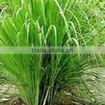 Natural Lemongrass Oil